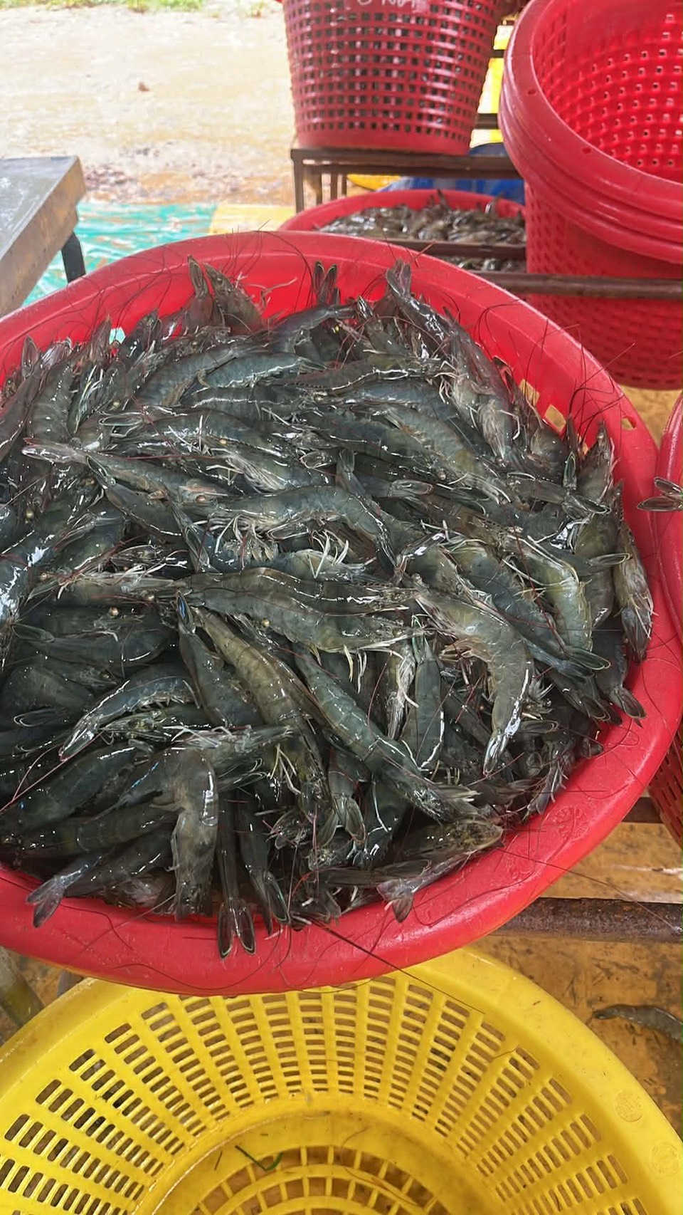 กุ้งสด